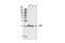 Lipopolysaccharide Induced TNF Factor antibody, 2879S, Cell Signaling Technology, Western Blot image 