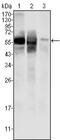 Glucose-6-Phosphate Isomerase antibody, MA5-15396, Invitrogen Antibodies, Western Blot image 