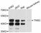 Tribbles Pseudokinase 2 antibody, abx126737, Abbexa, Western Blot image 