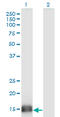 Small Ubiquitin Like Modifier 2 antibody, LS-B6147, Lifespan Biosciences, Western Blot image 