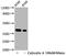 NFKB Inhibitor Alpha antibody, CSB-RA015761A32phHU, Cusabio, Western Blot image 