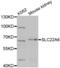 Solute Carrier Family 22 Member 6 antibody, abx002284, Abbexa, Western Blot image 