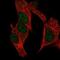 Growth Arrest And DNA Damage Inducible Gamma antibody, NBP1-84385, Novus Biologicals, Immunocytochemistry image 