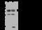 RNA Binding Motif Protein 17 antibody, 202755-T44, Sino Biological, Western Blot image 