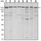 SET Domain Bifurcated Histone Lysine Methyltransferase 1 antibody, MA5-15722, Invitrogen Antibodies, Western Blot image 