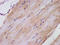 NAF-1 antibody, CSB-PA619959LA01HU, Cusabio, Immunohistochemistry paraffin image 