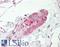BG37 antibody, LS-B8783, Lifespan Biosciences, Immunohistochemistry frozen image 