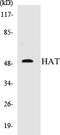 Histone Acetyltransferase 1 antibody, EKC1257, Boster Biological Technology, Western Blot image 