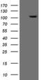 ERCC Excision Repair 4, Endonuclease Catalytic Subunit antibody, NBP2-45503, Novus Biologicals, Western Blot image 