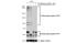 Glypican 1 antibody, GTX104557, GeneTex, Western Blot image 