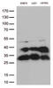 Cathepsin L antibody, LS-C796469, Lifespan Biosciences, Western Blot image 