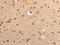 Vesicle Associated Membrane Protein 4 antibody, CSB-PA997942, Cusabio, Immunohistochemistry paraffin image 