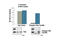 Neurotrophic Receptor Tyrosine Kinase 1 antibody, 7208C, Cell Signaling Technology, Enzyme Linked Immunosorbent Assay image 