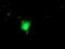 RuvB Like AAA ATPase 2 antibody, M02246, Boster Biological Technology, Immunofluorescence image 