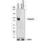 Granulin Precursor antibody, AF2420, R&D Systems, Western Blot image 