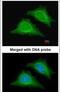 5 -AMP-activated protein kinase subunit gamma-2 antibody, PA5-21998, Invitrogen Antibodies, Immunofluorescence image 