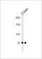 Aryl Hydrocarbon Receptor Nuclear Translocator 2 antibody, PA5-72632, Invitrogen Antibodies, Western Blot image 