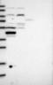 Protein Only RNase P Catalytic Subunit antibody, NBP2-13619, Novus Biologicals, Western Blot image 