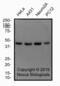 Tubulin Alpha 1a antibody, NB100-1639, Novus Biologicals, Western Blot image 