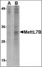 Methyltransferase Like 7B antibody, orb89217, Biorbyt, Western Blot image 