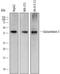 Glutaredoxin 3 antibody, AF7560, R&D Systems, Western Blot image 