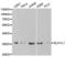 ELAV Like RNA Binding Protein 1 antibody, LS-C331579, Lifespan Biosciences, Western Blot image 