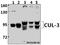 Cullin 3 antibody, A00747S26, Boster Biological Technology, Western Blot image 