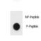 Unc-51 Like Autophagy Activating Kinase 1 antibody, LS-C157020, Lifespan Biosciences, Dot Blot image 