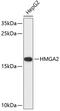 High Mobility Group AT-Hook 2 antibody, 14-608, ProSci, Western Blot image 
