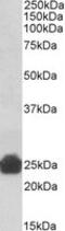 Glutathione S-transferase alpha-5 antibody, MBS422587, MyBioSource, Western Blot image 