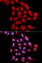 Proteasome Subunit Alpha 6 antibody, orb48511, Biorbyt, Immunofluorescence image 