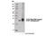 Caseinolytic Mitochondrial Matrix Peptidase Proteolytic Subunit antibody, 14181S, Cell Signaling Technology, Western Blot image 