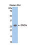 Trypsin antibody, MBS2002820, MyBioSource, Western Blot image 