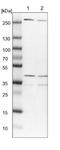 Mitochondrial Ribosomal Protein L19 antibody, NBP1-92137, Novus Biologicals, Western Blot image 