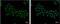 Apoptosis Enhancing Nuclease antibody, NBP1-31700, Novus Biologicals, Immunofluorescence image 