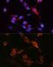 Solute Carrier Family 3 Member 2 antibody, GTX54716, GeneTex, Immunocytochemistry image 