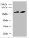 Kelch Repeat And BTB Domain Containing 4 antibody, CSB-PA882119LA01HU, Cusabio, Western Blot image 