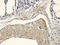 CD57 antibody, orb248937, Biorbyt, Immunohistochemistry paraffin image 