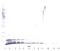 C-X-C Motif Chemokine Ligand 1 antibody, XP-5147, ProSci, Western Blot image 