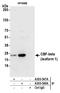 Core-Binding Factor Subunit Beta antibody, A303-549A, Bethyl Labs, Immunoprecipitation image 