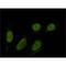Sad1 And UNC84 Domain Containing 1 antibody, MBS375249, MyBioSource, Immunocytochemistry image 