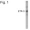 CUGBP Elav-Like Family Member 2 antibody, PA1-4130, Invitrogen Antibodies, Western Blot image 