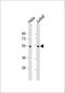 PTPN1 antibody, 63-459, ProSci, Western Blot image 
