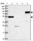 Actin Binding LIM Protein 1 antibody, HPA038951, Atlas Antibodies, Western Blot image 