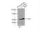 Cytochrome P450 L-2 antibody, 11771-1-AP, Proteintech Group, Immunoprecipitation image 
