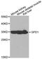 Glycerol-3-Phosphate Dehydrogenase 1 antibody, MBS2523167, MyBioSource, Western Blot image 