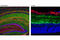 Growth Associated Protein 43 antibody, 8945S, Cell Signaling Technology, Immunofluorescence image 