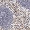 Toll Like Receptor 8 antibody, NBP1-85767, Novus Biologicals, Immunohistochemistry frozen image 