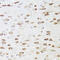 Rho GTPase Activating Protein 5 antibody, 19-096, ProSci, Immunohistochemistry frozen image 