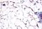 Hydroxycarboxylic Acid Receptor 3 antibody, orb85945, Biorbyt, Immunohistochemistry paraffin image 